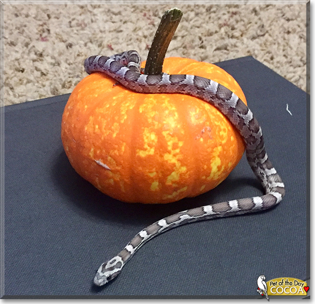 Cocoa the Anery Corn Snake, the Pet of the Day