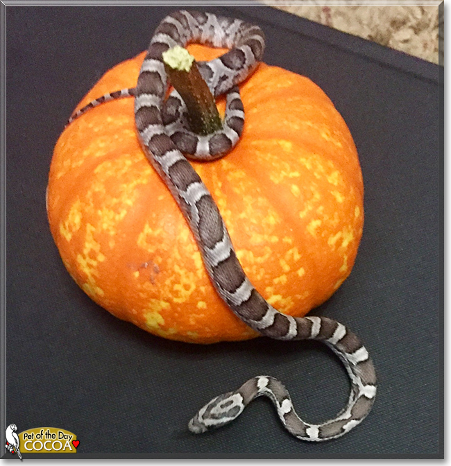 Cocoa the Anery Corn Snake, the Pet of the Day