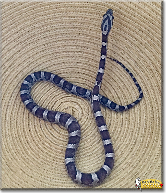 Cocoa the Anery Corn Snake, the Pet of the Day