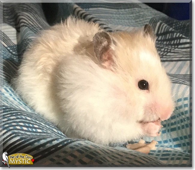Mystic the Syrian Hamster, the Pet of the Day