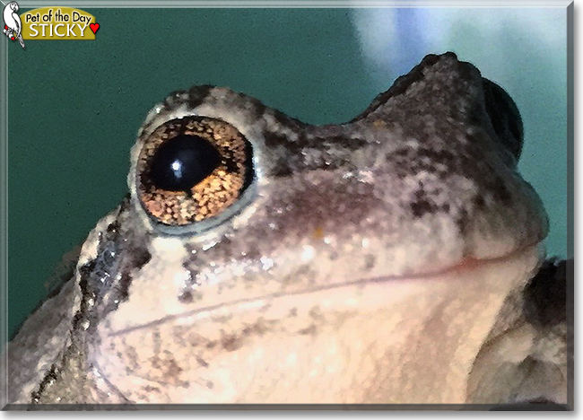 Sticky the Grey Tree Frog, the Pet of the Day