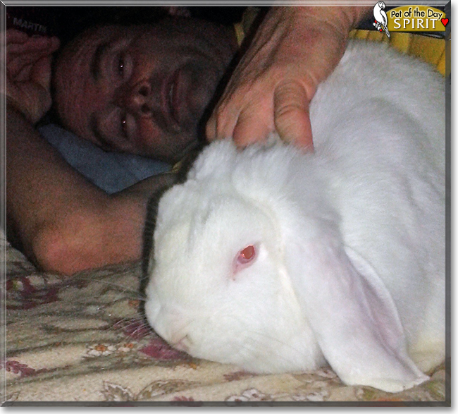 Spirit the Dwarf Lop Rabbit, the Pet of the Day