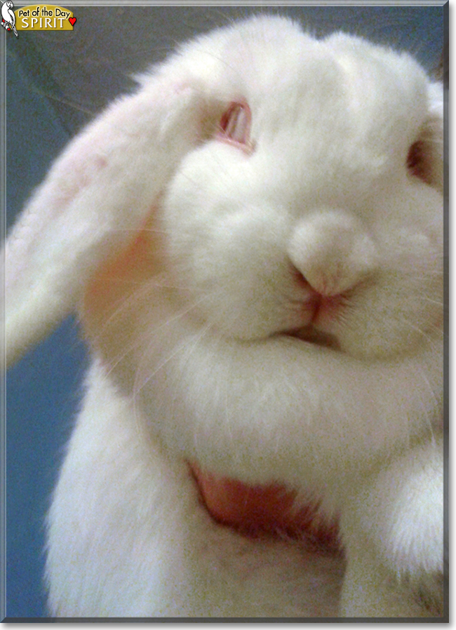 Spirit the Dwarf Lop Rabbit, the Pet of the Day