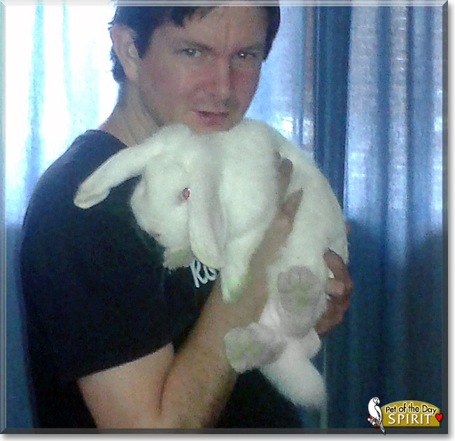 Spirit the Dwarf Lop Rabbit, the Pet of the Day