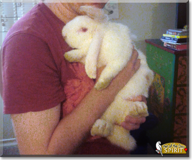 Spirit the Dwarf Lop Rabbit, the Pet of the Day