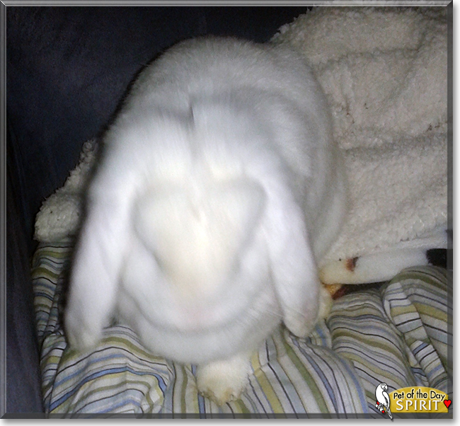 Spirit the Dwarf Lop Rabbit, the Pet of the Day