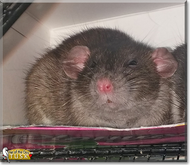 Tusk the Fancy Rat, the Pet of the Day
