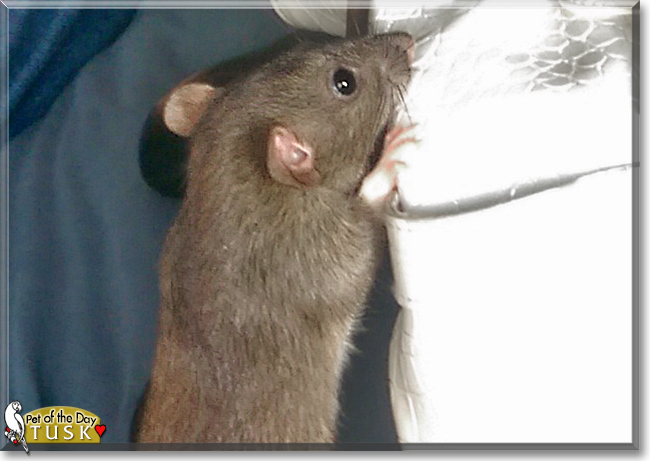 Tusk the Fancy Rat, the Pet of the Day