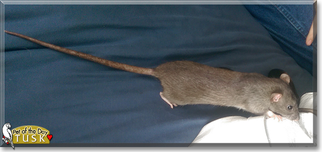 Tusk the Fancy Rat, the Pet of the Day