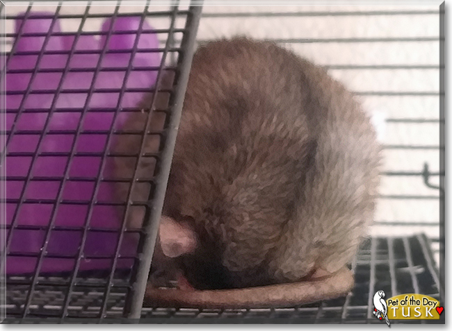 Tusk the Fancy Rat, the Pet of the Day