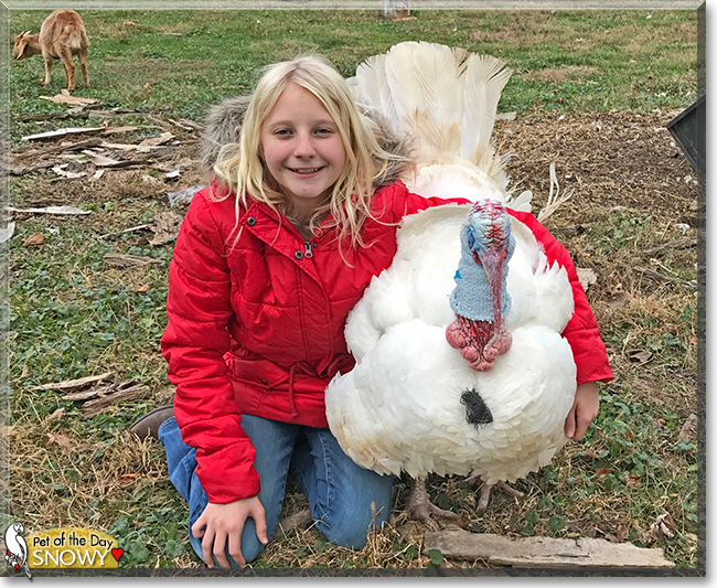 Snowy the Domestic Turkey, the Pet of the Day