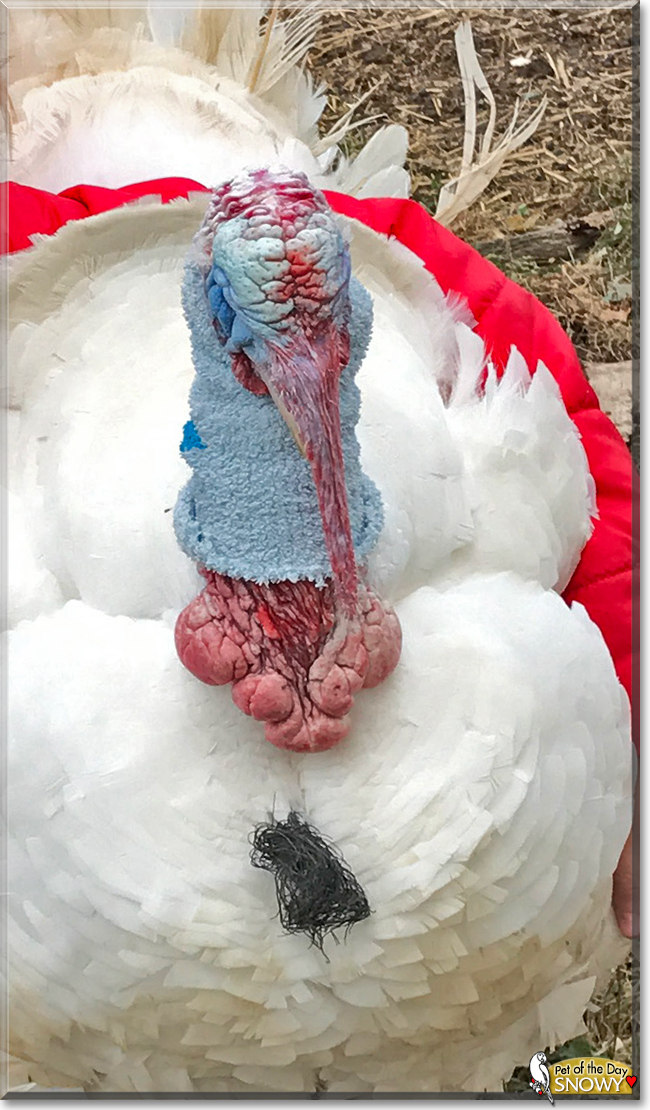 Snowy the Domestic Turkey, the Pet of the Day