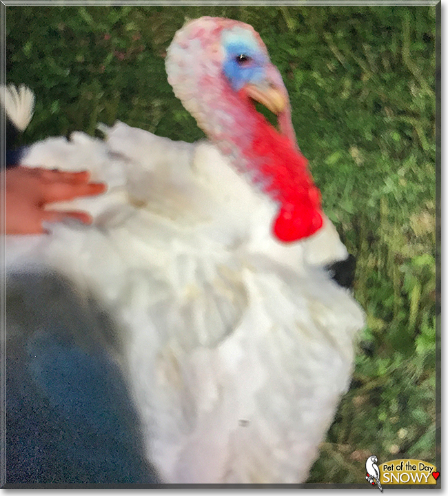Snowy the Domestic Turkey, the Pet of the Day