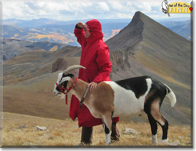 Huckleberry Finn the Alpine/Nubian goat, the Pet of the Day