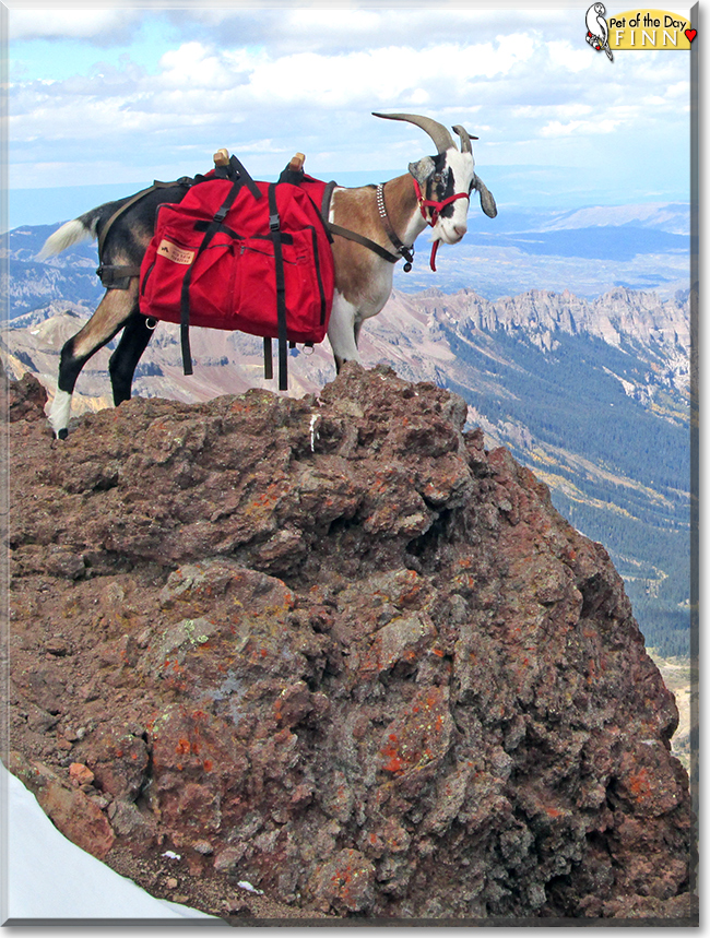 Huckleberry Finn the Alpine/Nubian goat, the Pet of the Day