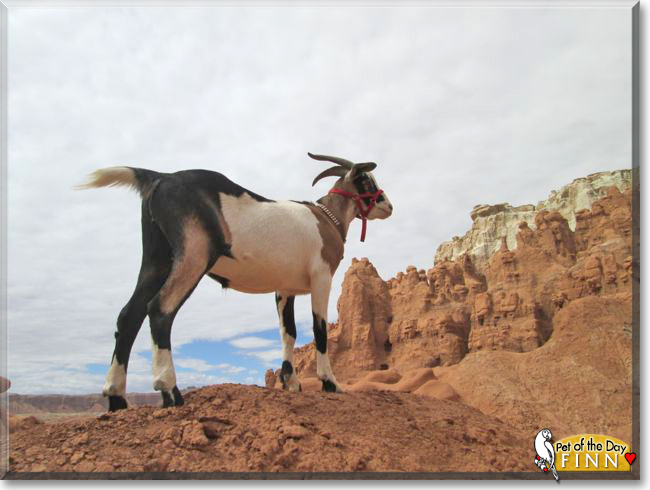 Huckleberry Finn the Alpine/Nubian goat, the Pet of the Day