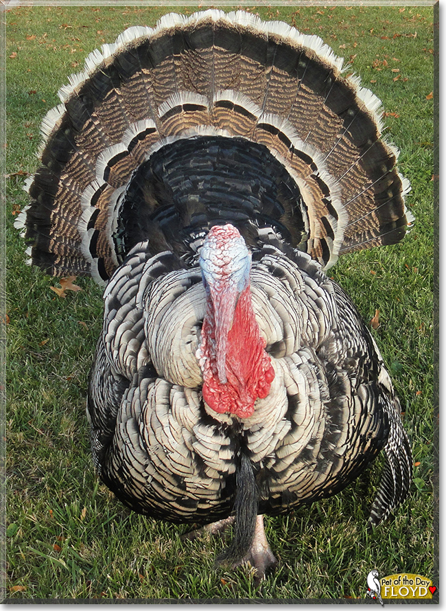 Floyd the Narragansette turkey, the Pet of the Day