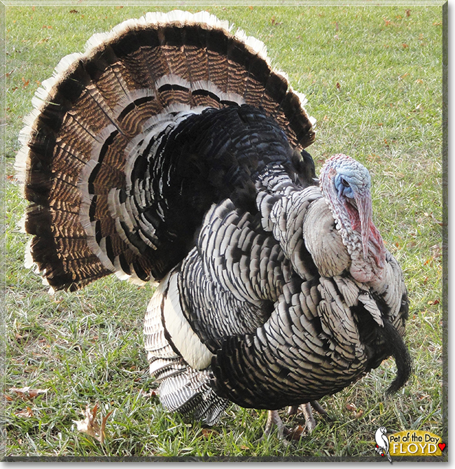 Floyd the Narragansette turkey, the Pet of the Day