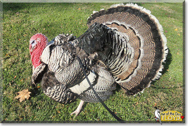 Floyd the Narragansette turkey, the Pet of the Day