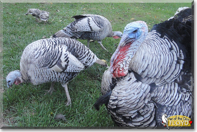 Floyd the Narragansette turkey, the Pet of the Day