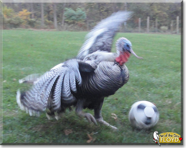 Floyd the Narragansette turkey, the Pet of the Day