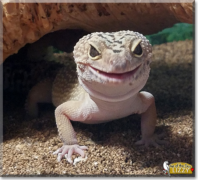 Lizzy the Leopard Gecko, the Pet of the Day