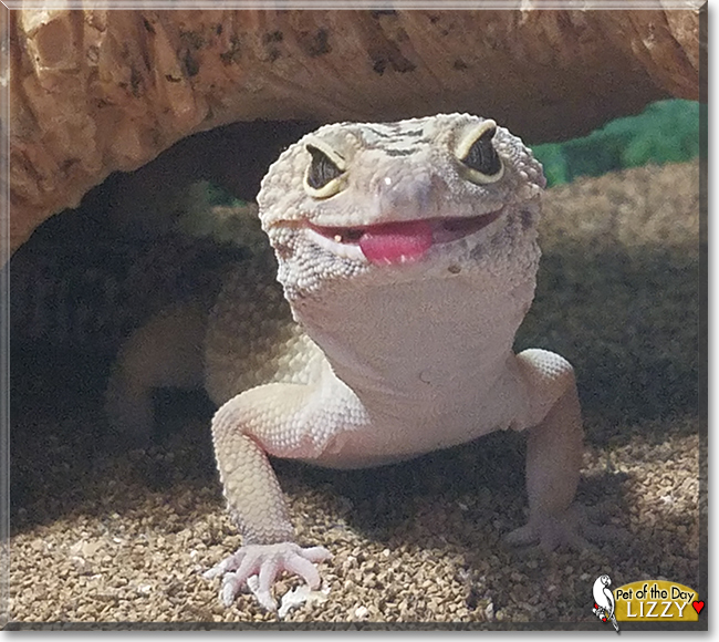 Lizzy the Leopard Gecko, the Pet of the Day