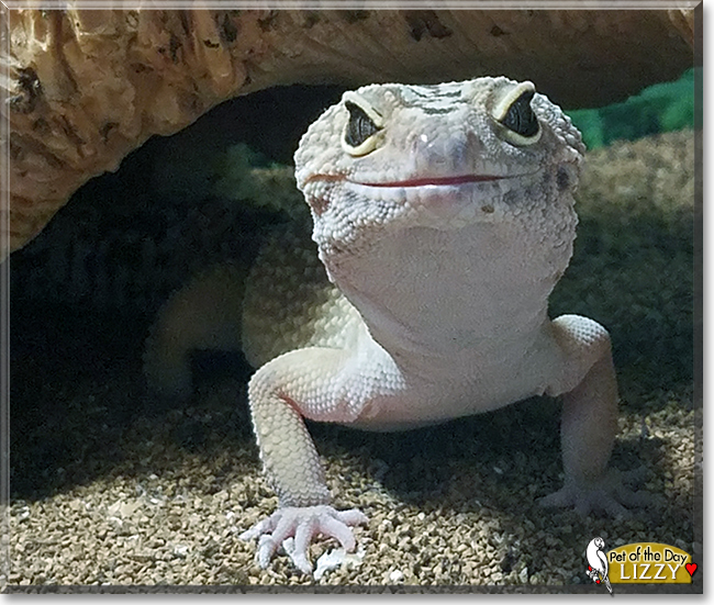 Lizzy the Leopard Gecko, the Pet of the Day
