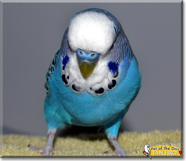 Tanjiro the Budgerigar, the Pet of the Day