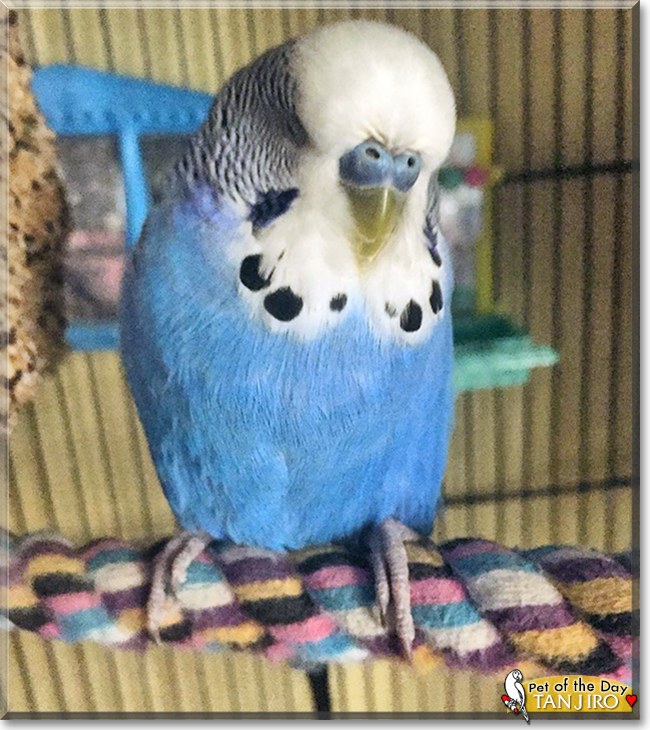 Tanjiro the Budgerigar, the Pet of the Day