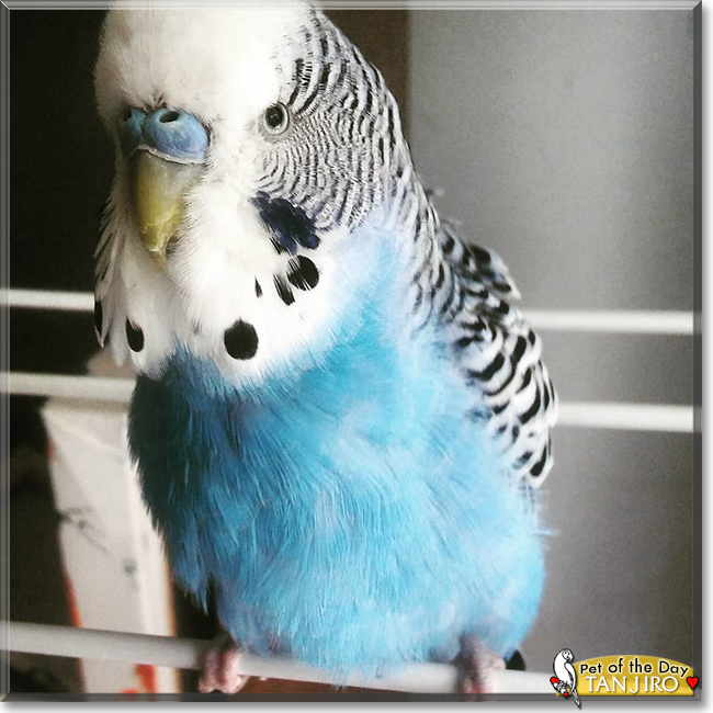 Tanjiro the Budgerigar, the Pet of the Day