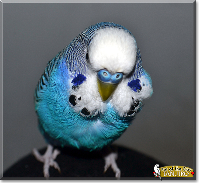 Tanjiro the Budgerigar, the Pet of the Day