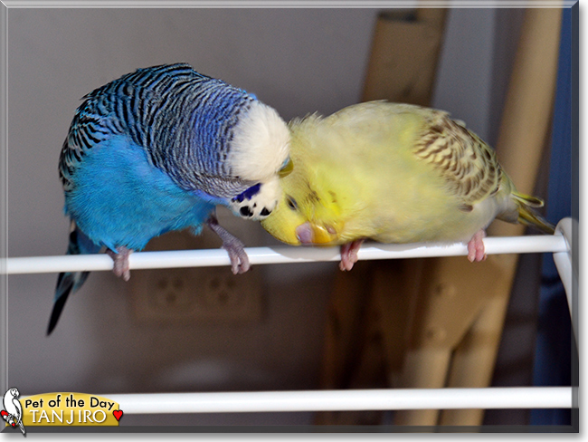 Tanjiro the Budgerigar, the Pet of the Day