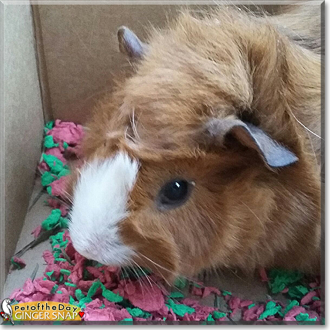 Ginger Snap the Guinea Pig, the Pet of the Day