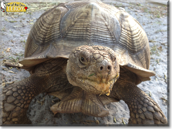 Leroy the African Spurred Tortoise, the Pet of the Day