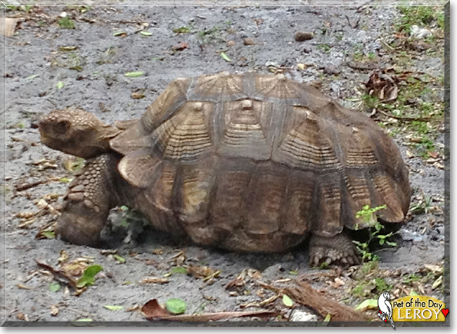 Leroy the African Spurred Tortoise, the Pet of the Day