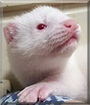 Mune the American Mink