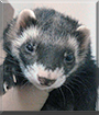 Loki the Sable Ferret