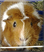 Fluffy the Guinea Pig