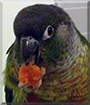 Ollie the Green-cheeked Conure