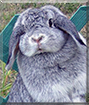 Pretzel the Mini Lop Rabbit
