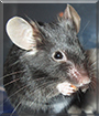 Diptail the Fancy Mouse