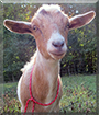 Dwopple the Nigerian Dwarf Goat