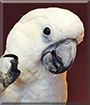 Poppy the Umbrella Cockatoo