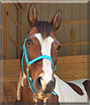 Spirit the Quarter Horse/Paint mix