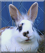 Tigger the Papillon Rabbit
