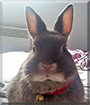 Bear the Netherland Dwarf Bunny