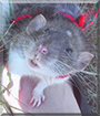 Quiggly the Dumbo Rat