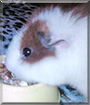 Mia the Guinea Pig