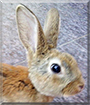 Maní the Mini Rex Rabbit